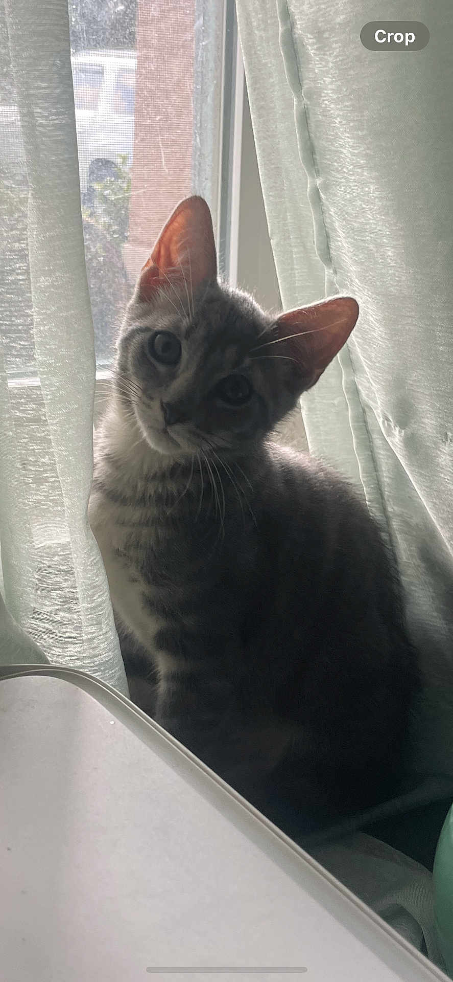 Jaybo is registered to the contest to win money with this photo: cat, gray_cat, tabby, window, curtains, indoor, pet, curious, light, shadows, whiskers, ears, face, feline, animal, domestic, sitting, looking, head_tilt, soft_light