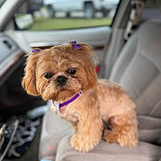 Maggie is registered to the contest to win money with this photo: dog, small_dog, fluffy, purple_bow, pet, car_interior, armrest, curious, brown_fur, close_up, seated, companion, cute, domestic_animal, indoor, car_seat, vehicle, animal_portrait, focused, adorable