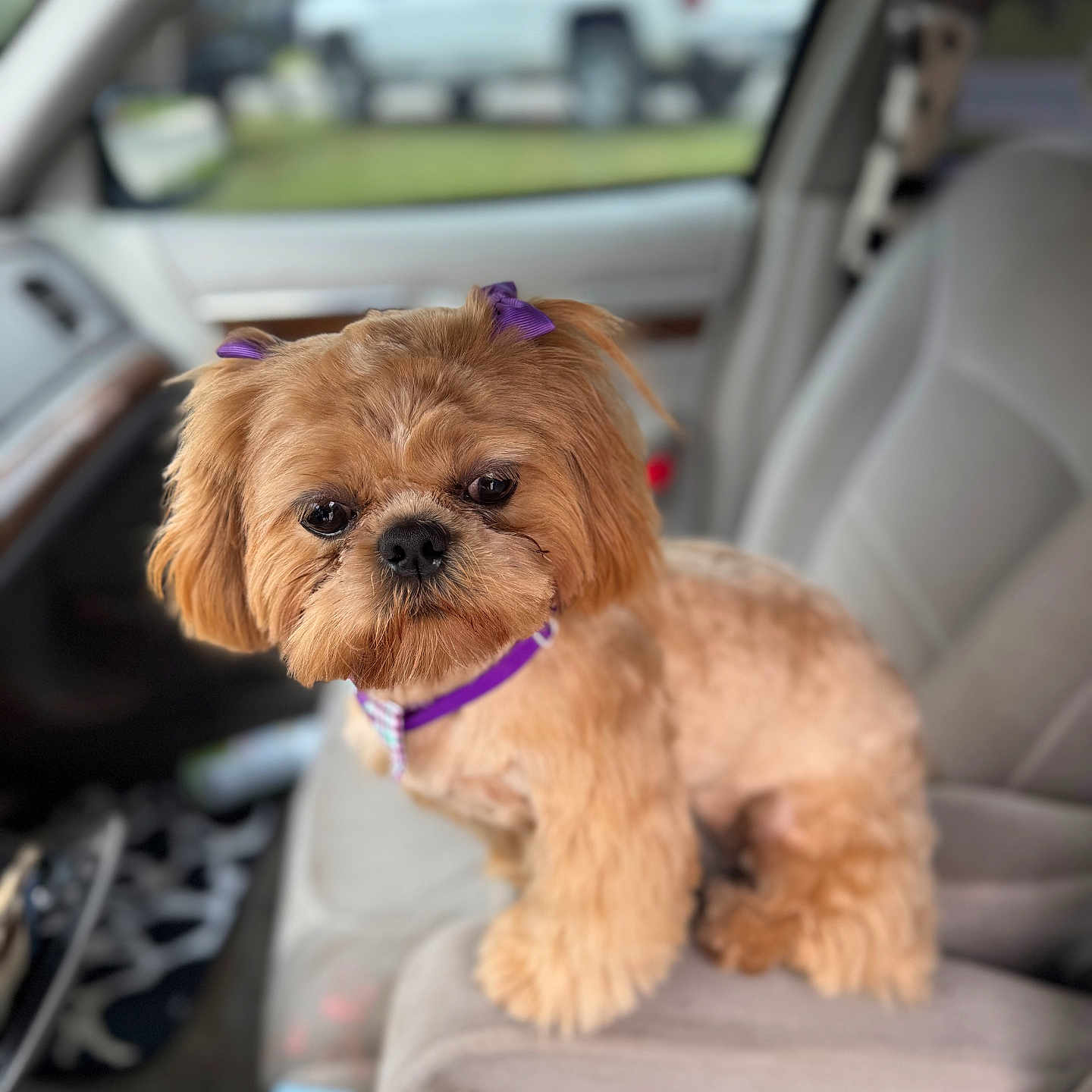Maggie is registered to the contest to win money with this photo: adorable, animal_portrait, armrest, brown_fur, car_interior, car_seat, close_up, companion, curious, cute, dog, domestic_animal, fluffy, focused, indoor, pet, purple_bow, seated, small_dog, vehicle