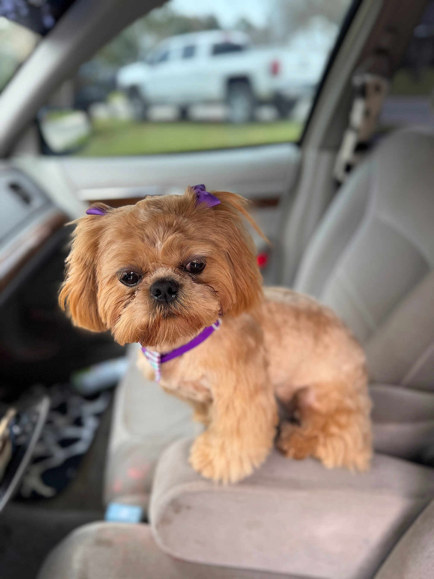 Maggie is registered to the contest to win money with this photo: dog, small_dog, fluffy, purple_bow, pet, car_interior, armrest, curious, brown_fur, close_up, seated, companion, cute, domestic_animal, indoor, car_seat, vehicle, animal_portrait, focused, adorable