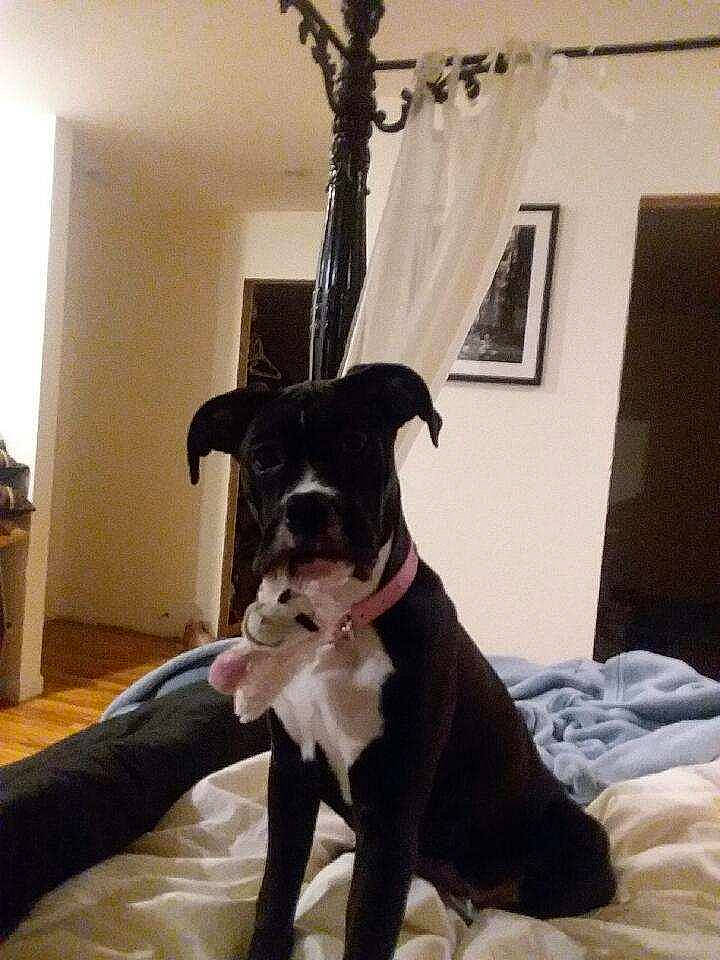 Prada joined the competition — help win amazing prizes! canidae, carnivore, collar, comfort, companion_dog, dog, dog_breed, dog_collar, fawn, fur, guard_dog, hardwood, room, snout, sporting_group, tail, whiskers, window, wood, working_animal