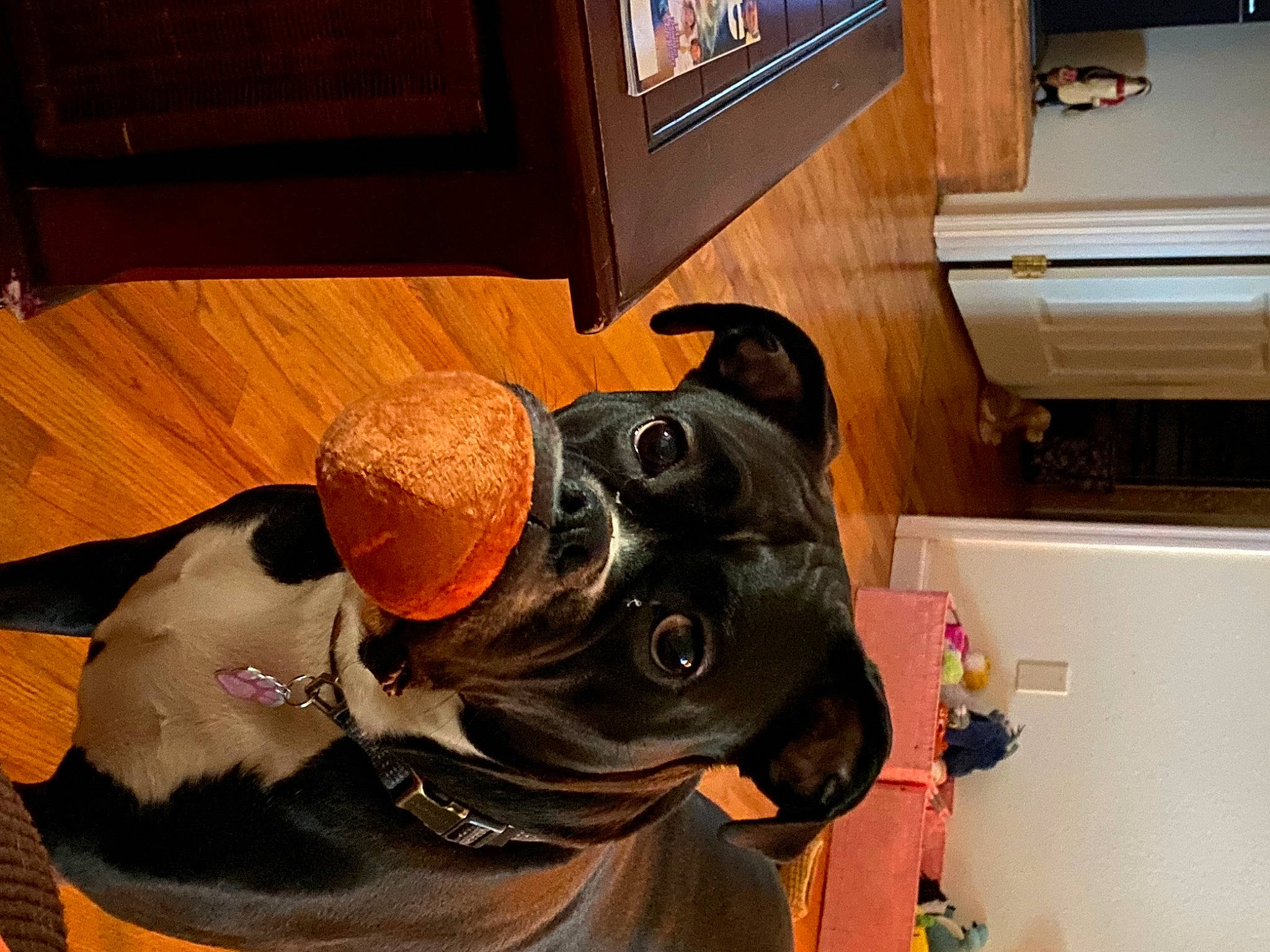 Prada is registered to the contest to win money with this photo: carnivore, collar, companion_dog, dog, dog_breed, dog_clothes, dog_collar, eyewear, fashion_accessory, fawn, flooring, guard_dog, hardwood, leash, personal_protective_equipment, pet_supply, sporting_group, sunglasses, wood, working_animal