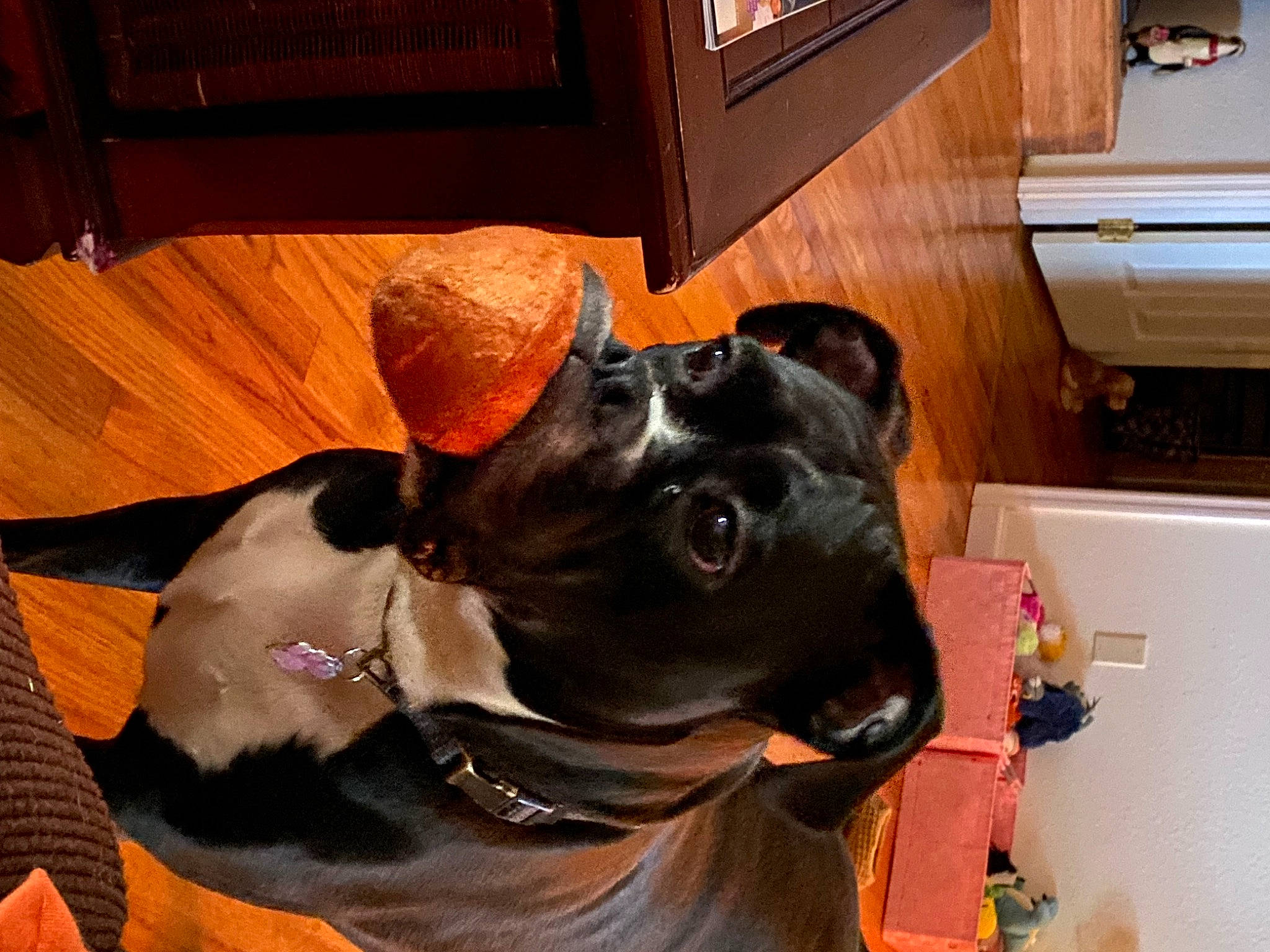 Prada joined the competition — help win amazing prizes! canidae, carnivore, collar, companion_dog, dog, dog_breed, dog_collar, dog_supply, ear, fawn, fur, hardwood, liver, personal_protective_equipment, pet_supply, snout, sporting_group, whiskers, wood, working_animal