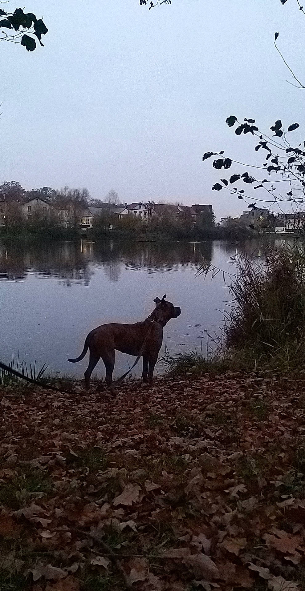 Luna a rejoint le concours — aidez-le/la à gagner de superbes lots ! atmospheric_phenomenon, calm, carnivore, dog, dog_breed, fawn, horizon, lake, morning, natural_landscape, plant, sky, sporting_group, tail, tree, water, wilderness, wildlife, wood, working_animal