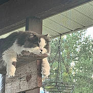 Moog is registered to the contest to win money with this photo: animal, cat, chain, contemplative, daylight, feline, fluffy, gray, greenery, hanging, hanging_basket, lounging, nature, outdoor, paws, pet, resting, screened_porch, white, wooden_beam