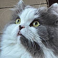 Elsa D.