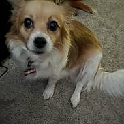 Pepper is registered to the contest to win money with this photo: dog, indoor, carpet, pet, animal, brown_dog, white_dog, floor, cardboard_box, two_dogs, looking_at_camera, fur, canine, laying_down, domestic_animal, companion, cute, household, resting, home