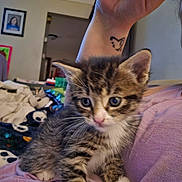 Luna joined the competition — help win amazing prizes! kitten, tabby, cat, pet, animal, cute, small, indoor, person, hand, tattoo, purple_shirt, lap, fur, whiskers, eyes, face, cozy, room, home