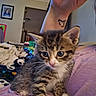 kitten, tabby, cat, pet, animal, cute, small, indoor, person, hand, tattoo, purple_shirt, lap, fur, whiskers, eyes, face, cozy, room, home