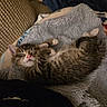 Luna joined the competition — help win amazing prizes! kitten, cat, sleeping, tabby, fur, blanket, cozy, indoor, resting, cute, animal, pet, soft, young, nap, whiskers, paw, feline, comfort, relaxation