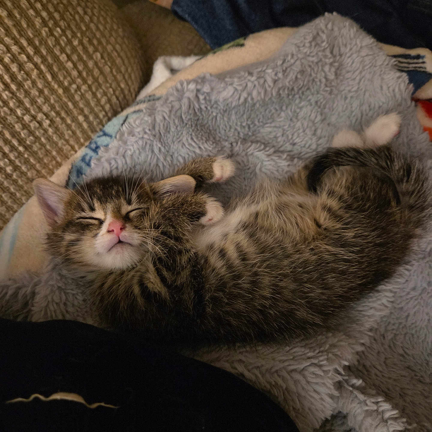 Luna joined the competition — help win amazing prizes! kitten, cat, sleeping, tabby, fur, blanket, cozy, indoor, resting, cute, animal, pet, soft, young, nap, whiskers, paw, feline, comfort, relaxation