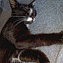 cat, black_cat, white_markings, sleeping, whiskers, close_up, feline, pet, cozy, relaxed, domestic_animal, fur, animal, resting, indoor, cute, soft_texture, gray_background, peaceful, nap