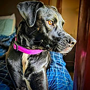 Prints joined the competition — help win amazing prizes! amber_eye, bed, black_dog, blanket, close_up, collar, cozy, dog, ear, furniture, gaze, headboard, indoor, muzzle, pet, pink_collar, plaid_blanket, portrait, sunlight, whiskers