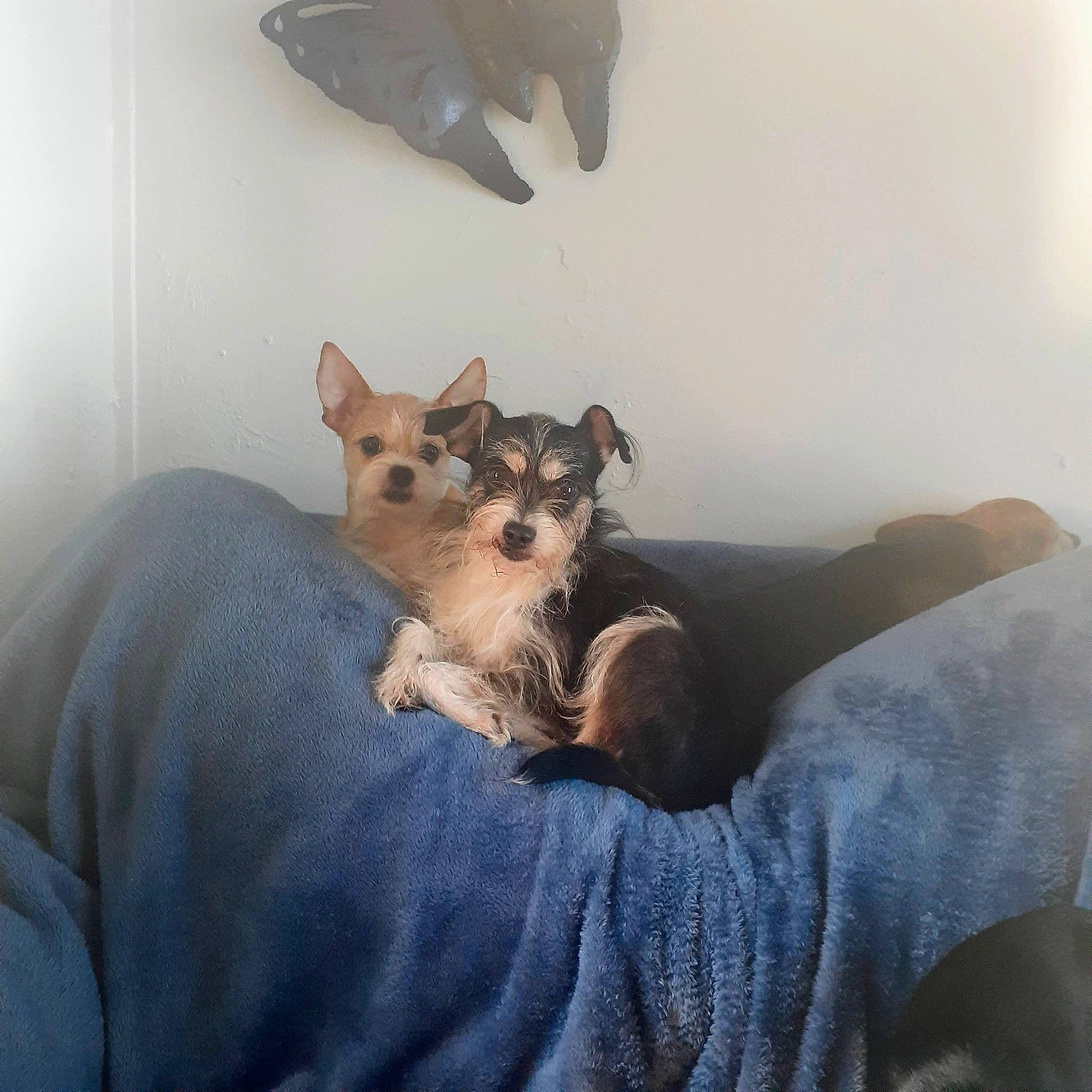 Peewee is registered to the contest to win money with this photo: bat, bed, canidae, carnivore, comfort, companion_dog, dog, dog_breed, fawn, felidae, fur, linens, paw, small_to_medium_sized_cats, snout, sporting_group, tail, toy_dog, whiskers, working_animal