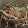 dog, sleeping, macrame, hanging_chair, cushion, indoor, resting, cozy, pet, furniture, relaxed, cute, fur, small_dog, home, comfort, nap, pillow, rope, boho_style