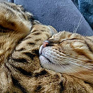 Sunshine is registered to the contest to win money with this photo: animal, black_spots, brown, cat, close_up, comfort, cozy, domestic_animal, feline, fur, indoor, lap, nose, patterned_fur, pet, relaxation, resting, sleeping, soft_texture, whiskers