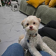 Daisy joined the competition — help win amazing prizes! christmas_tree, collar, couch, cozy, curious, dog, floor, fur, green_couch, holiday_decor, indoor, jeans, living_room, marble_floor, mustard_pillow, person, pet, pillow, tag, white_dog