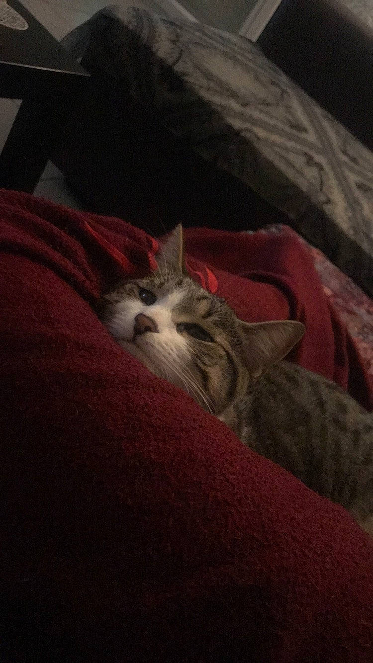 Kenzo a rejoint le concours — aidez-le/la à gagner de superbes lots ! asian, carnivore, cat, domestic_short_haired_cat, european_shorthair, felidae, fur, kitten, munchkin, nap, norwegian_forest_cat, sleep, small_to_medium_sized_cats, whiskers