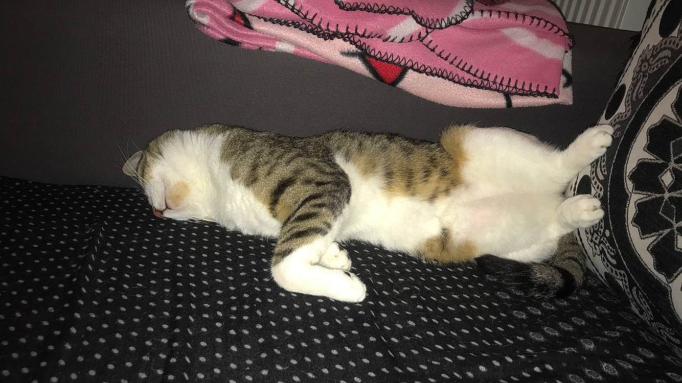 Kenzo participe au concours pour gagner de l'argent avec cette photo : aegean_cat, american_wirehair, carnivore, cat, domestic_short_haired_cat, dragon_li, european_shorthair, fawn, felidae, fur, kitten, paw, polydactyl_cat, small_to_medium_sized_cats, tabby_cat, tail, whiskers