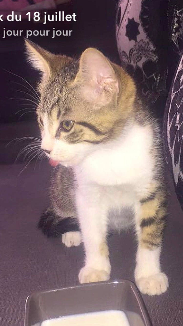 Kenzo participe au concours pour gagner de l'argent avec cette photo : aegean_cat, american_bobtail, american_shorthair, american_wirehair, asian, carnivore, cat, domestic_short_haired_cat, european_shorthair, fawn, felidae, kitten, mammal, photo_caption, polydactyl_cat, small_to_medium_sized_cats, tabby_cat, tail, vertebrate, whiskers