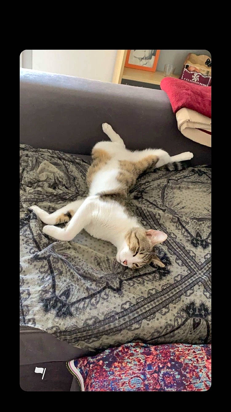 Kenzo a rejoint le concours — aidez-le/la à gagner de superbes lots ! canidae, carnivore, cat, companion_dog, dog, dog_breed, fawn, felidae, kitten, leg, nap, non_sporting_group, paw, puppy, puppy_love, small_to_medium_sized_cats, sporting_group, tail