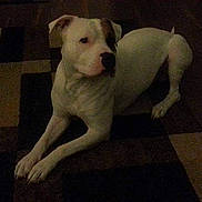 Spike is registered to the contest to win money with this photo: dog, white_dog, lying_down, carpet, indoor, pet, animal, brown_patch, quiet, resting, floor, canine, domestic_animal, companion, relaxed, household, four_legs, ears, snout, paw