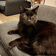 Roxy is registered to the contest to win money with this photo: animal, black_cat, cat, couch, cozy, cute, domestic_cat, ears, eyes, feline, fur, furniture, gray_couch, home, indoor, living_room, pet, relaxed, resting, whiskers