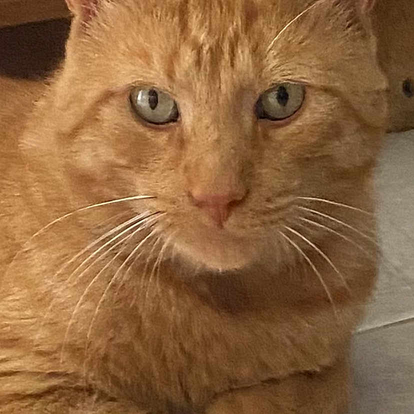 Rusty is registered to the contest to win money with this photo: abyssinian, animal, brush, cat, closet, computer, cupboard, device, electronics, furniture, hardwood, kitten, laptop, manx, mobilephone, pc, pet, phone, plywood, wood