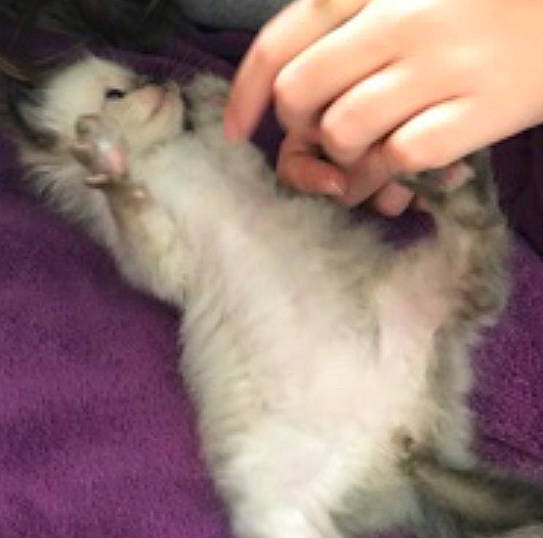 Budy participe au concours pour gagner de l'argent avec cette photo : american_curl, canidae, carnivore, cat, claw, domestic_long_haired_cat, felidae, fur, kitten, mammal, nail, norwegian_forest_cat, paw, persian, polydactyl_cat, puppy, ragdoll, small_to_medium_sized_cats, whiskers