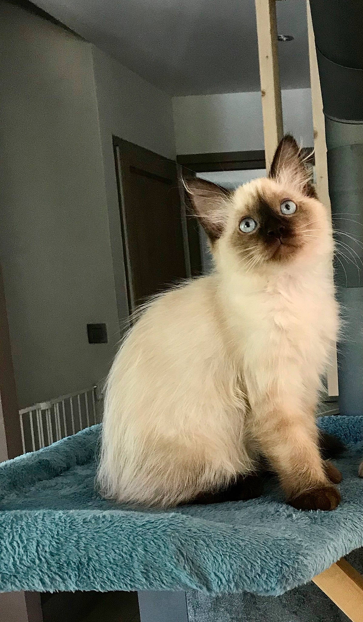 Budy participe au concours pour gagner de l'argent avec cette photo : balinese, birman, carnivore, cat, door, fawn, felidae, fur, home_accessories, iris, linens, siamese, small_to_medium_sized_cats, snout, teal, thai, tonkinese, vertebrate, whiskers