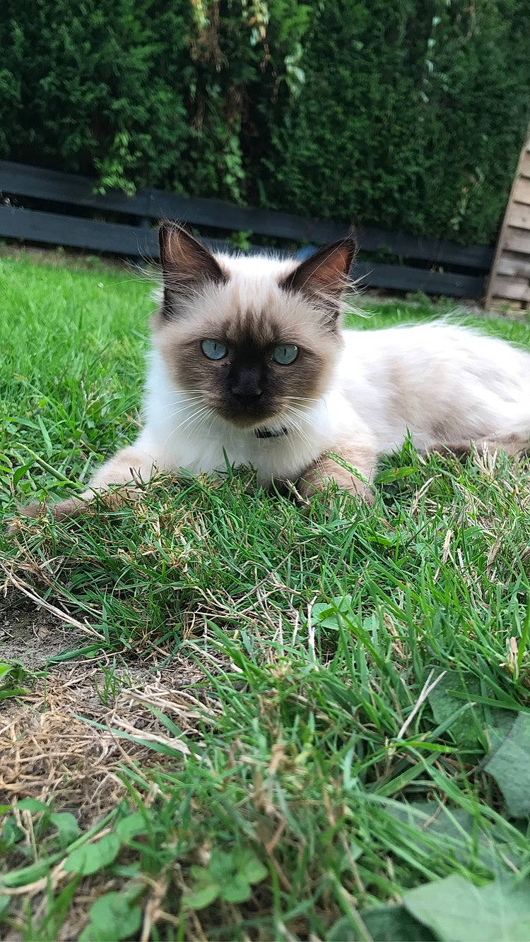 Budy a rejoint le concours — aidez-le/la à gagner de superbes lots ! balinese, birman, carnivore, cat, fawn, felidae, fur, grass, mammal, ojos_azules, siamese, small_to_medium_sized_cats, snout, thai, tonkinese, vertebrate, whiskers