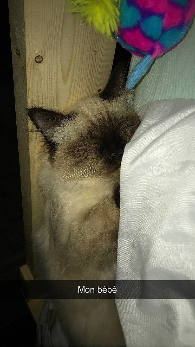 Budy a rejoint le concours — aidez-le/la à gagner de superbes lots ! balinese, birman, carnivore, cat, felidae, fur, siamese, small_to_medium_sized_cats, snout, thai, whiskers