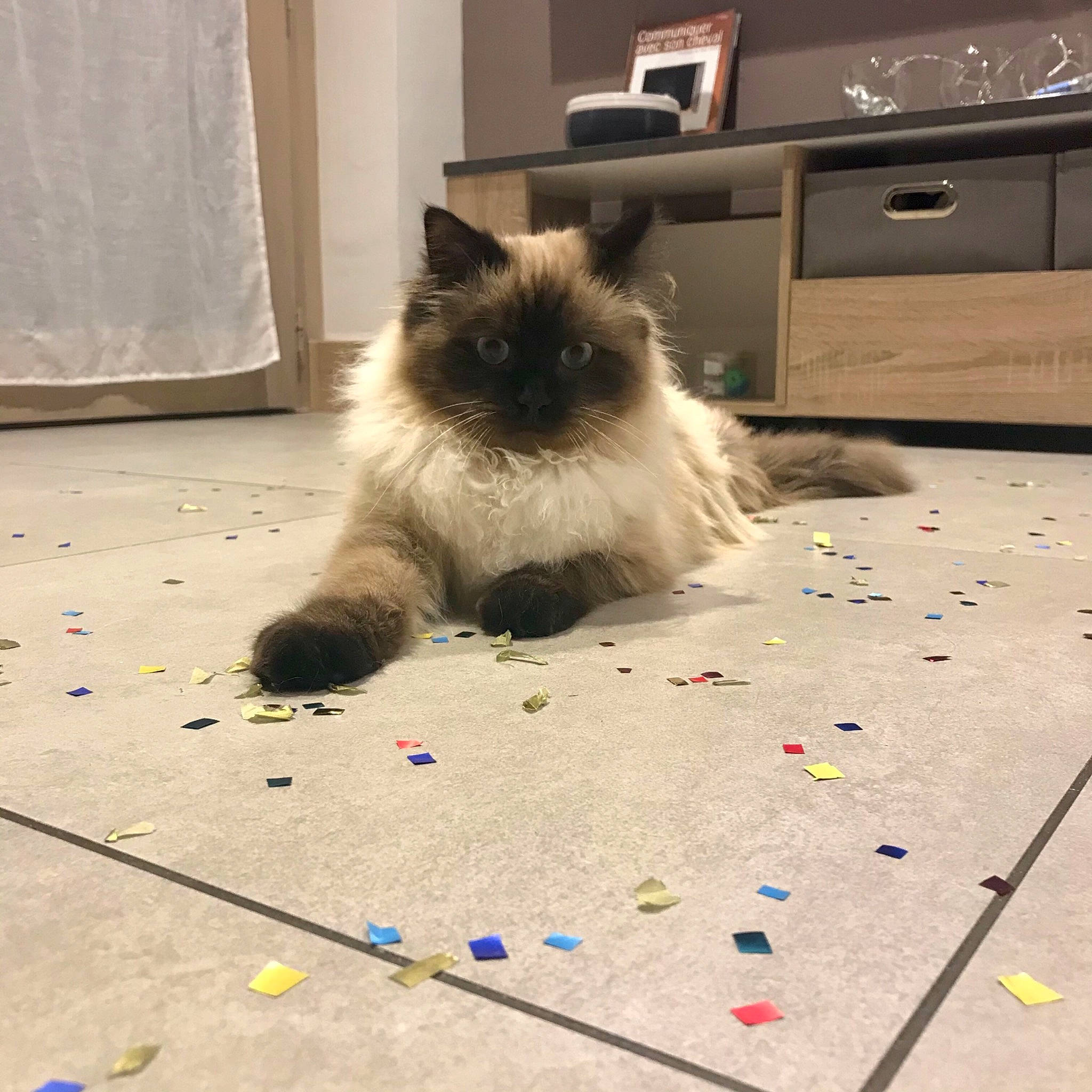 Budy participe au concours pour gagner de l'argent avec cette photo : beige, birman, cabinetry, carnivore, cat, chest, chest_of_drawers, curtain, drawer, dresser, felidae, fur, home, ragdoll, siamese, sideboard, small_to_medium_sized_cats, thai, whiskers, window_treatment