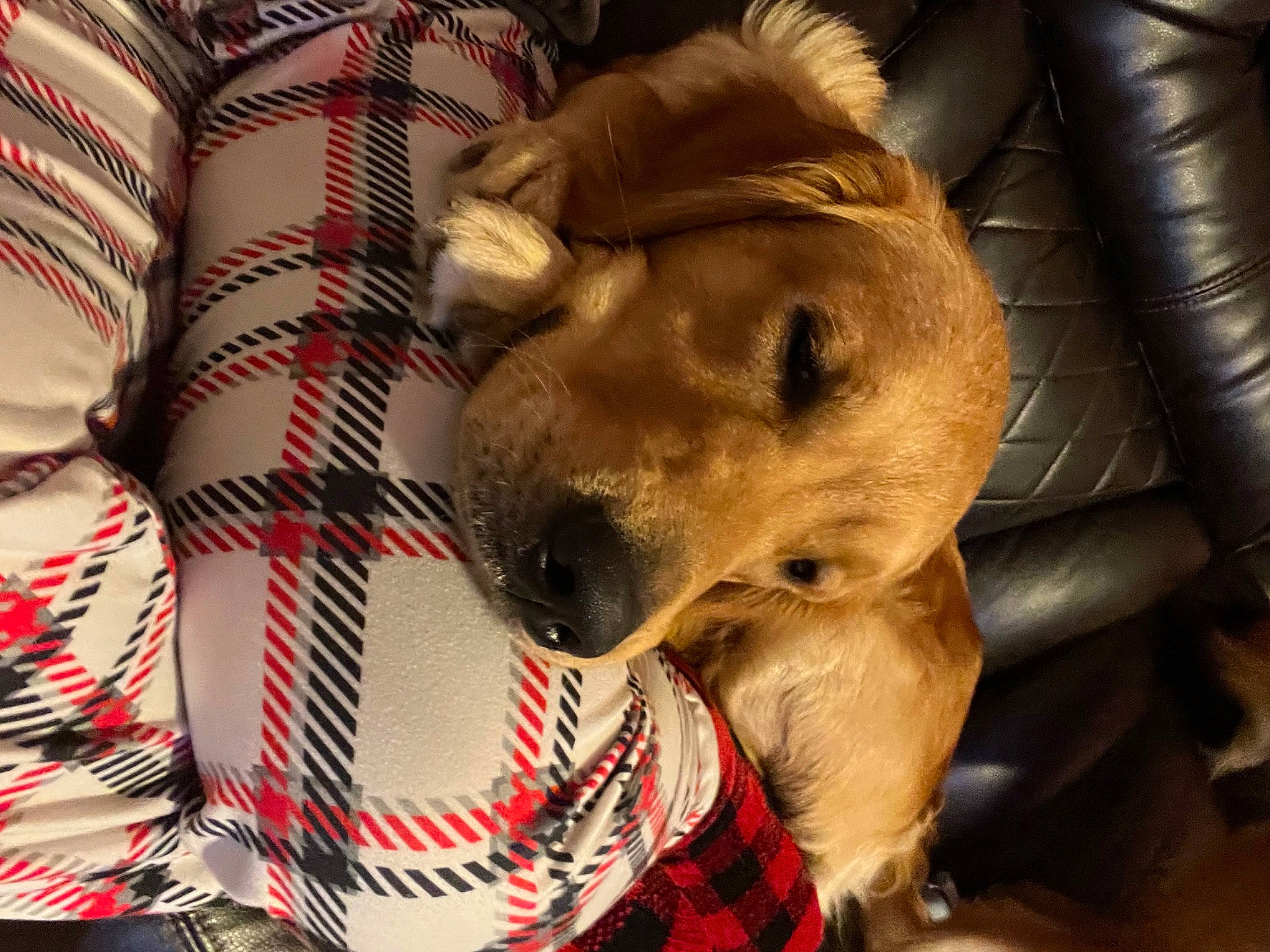Archie joined the competition — help win amazing prizes! canidae, carnivore, companion_dog, couch, dog, dog_breed, dog_supply, fawn, fur, nap, pattern, paw, plaid, puppy_love, selfie, snout, sporting_group, tartan, whiskers, working_animal