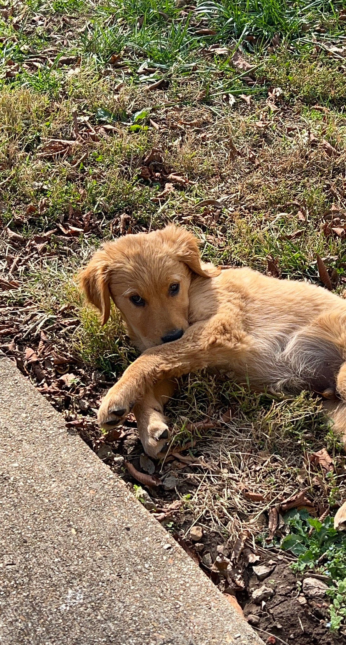 Archie is registered to the contest to win money with this photo: canidae, carnivore, companion_dog, dog, dog_breed, fawn, fur, grass, groundcover, mammal, natural_landscape, plant, soil, sporting_group, terrestrial_animal, tree, vertebrate, wildlife, working_animal