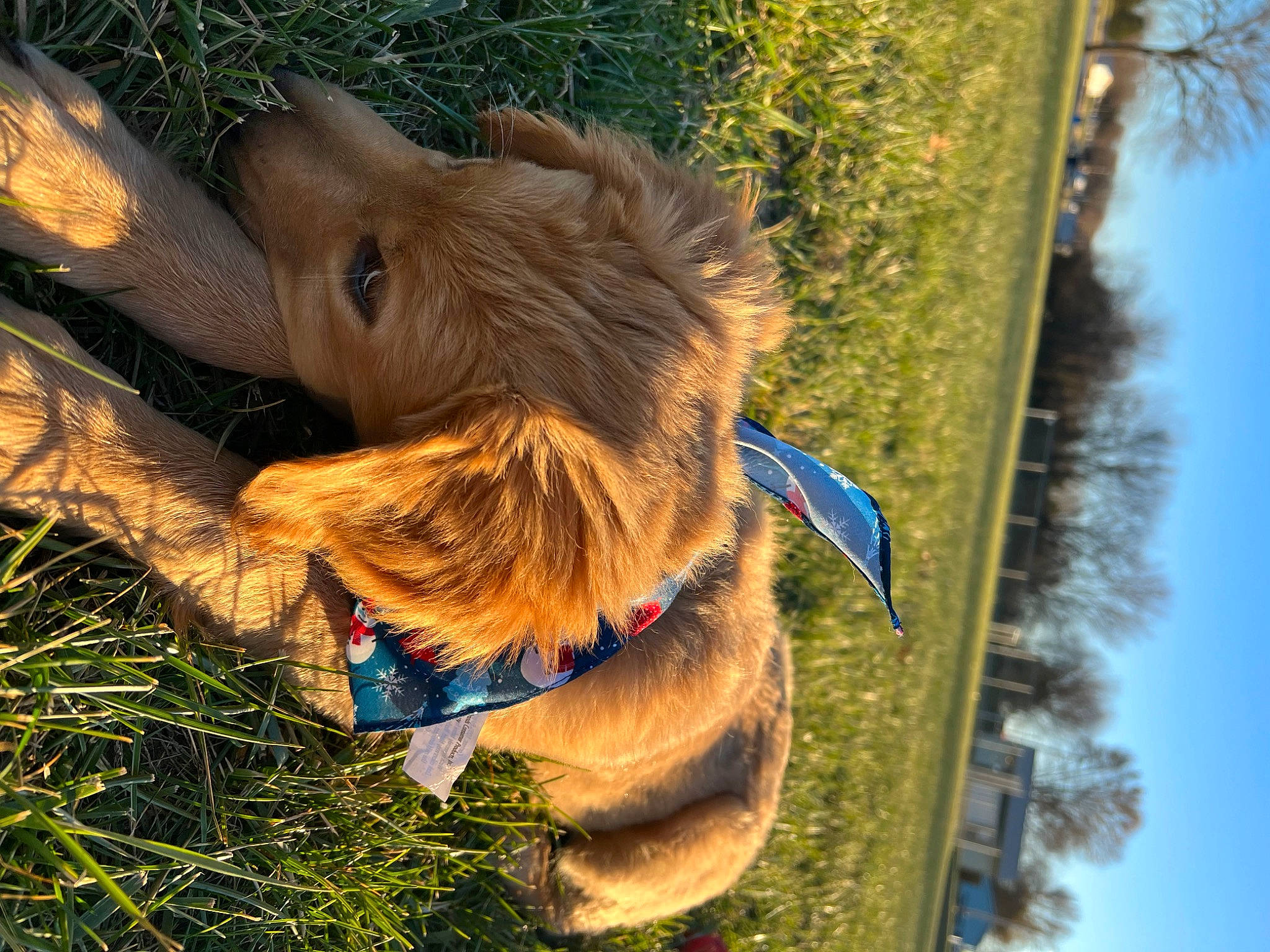 Archie joined the competition — help win amazing prizes! carnivore, collar, companion_dog, dog, dog_breed, dog_collar, dog_supply, electric_blue, fawn, grass, leash, liver, pet_supply, plant, sky, snout, tail, tree, wood, working_animal