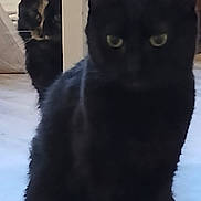 Olympe Et Bella participe au concours pour gagner de l'argent avec cette photo : cat, black_cat, tortoiseshell_cat, pet, animal, indoor, floor, doorframe, feline, curious, blurred, shadow, whiskers, ears, sitting, looking, two_animals, mystery, dark, home