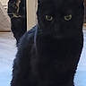 cat, black_cat, tortoiseshell_cat, pet, animal, indoor, floor, doorframe, feline, curious, blurred, shadow, whiskers, ears, sitting, looking, two_animals, mystery, dark, home