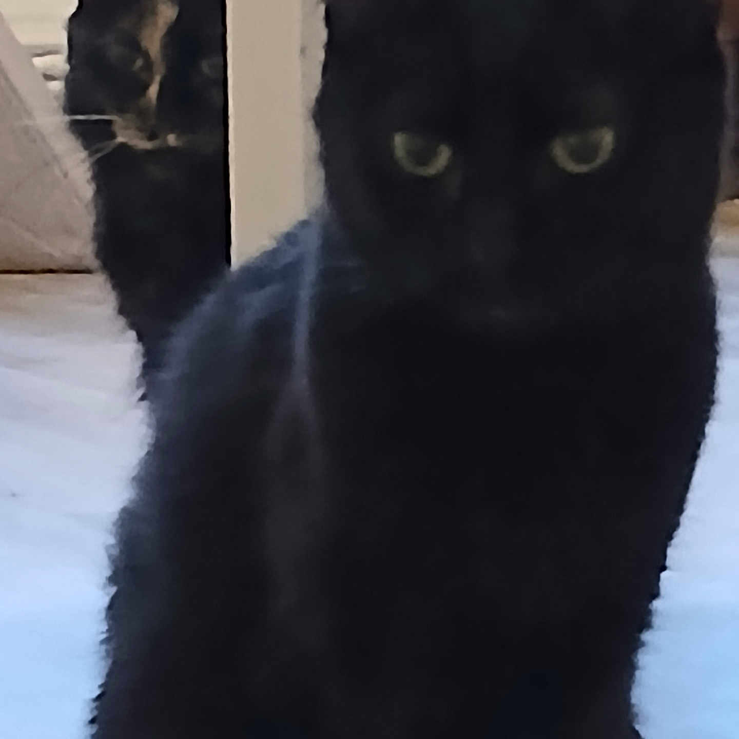 Olympe Et Bella