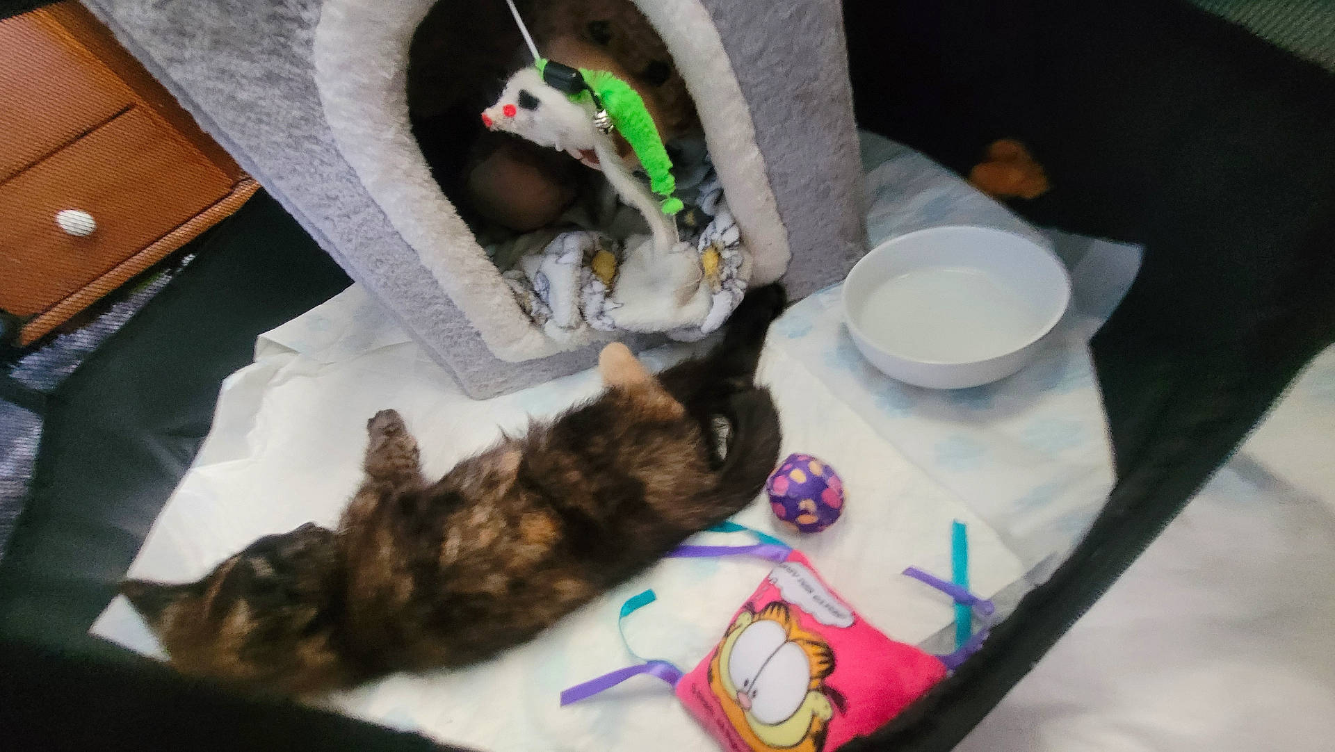 Marmite is registered to the contest to win money with this photo: animal, bed, candle, canine, cat, couch, diningtable, dog, drawer, food, furniture, indoors, kitten, meal, person, pet, plush, sleeping, table, toy
