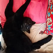 Druuna a rejoint le concours — aidez-le/la à gagner de superbes lots ! black_cat, cat, pet, animal, bed, pillow, pink, cushion, stretching, feline, indoor, fur, tail, whiskers, relaxation, sleeping_area, collar, cute, domestic_cat, resting