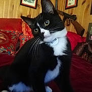 Kira a rejoint le concours — aidez-le/la à gagner de superbes lots ! cat, tuxedo_cat, indoor, curious, pet, animal, black_and_white, wooden_wall, pillow, red_blanket, decor, framed_picture, sword, furniture, whiskers, collar, closeup, cute, domestic_cat, relaxed