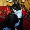 cat, tuxedo_cat, indoor, curious, pet, animal, black_and_white, wooden_wall, pillow, red_blanket, decor, framed_picture, sword, furniture, whiskers, collar, closeup, cute, domestic_cat, relaxed