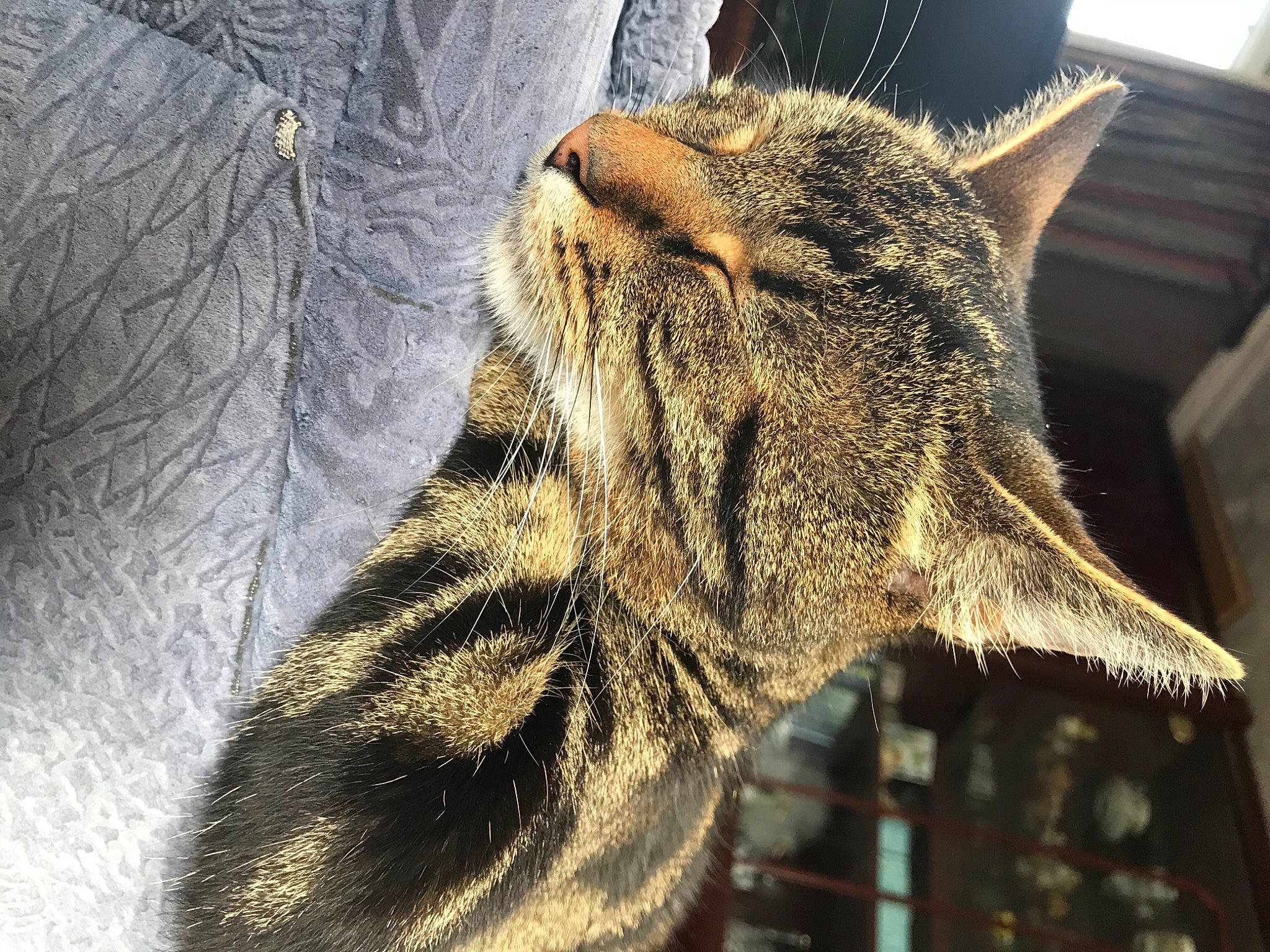 Romeo is registered to the contest to win money with this photo: carnivore, cat, close_up, domestic_short_haired_cat, felidae, fur, natural_material, small_to_medium_sized_cats, snout, terrestrial_animal, vertebrate, whiskers