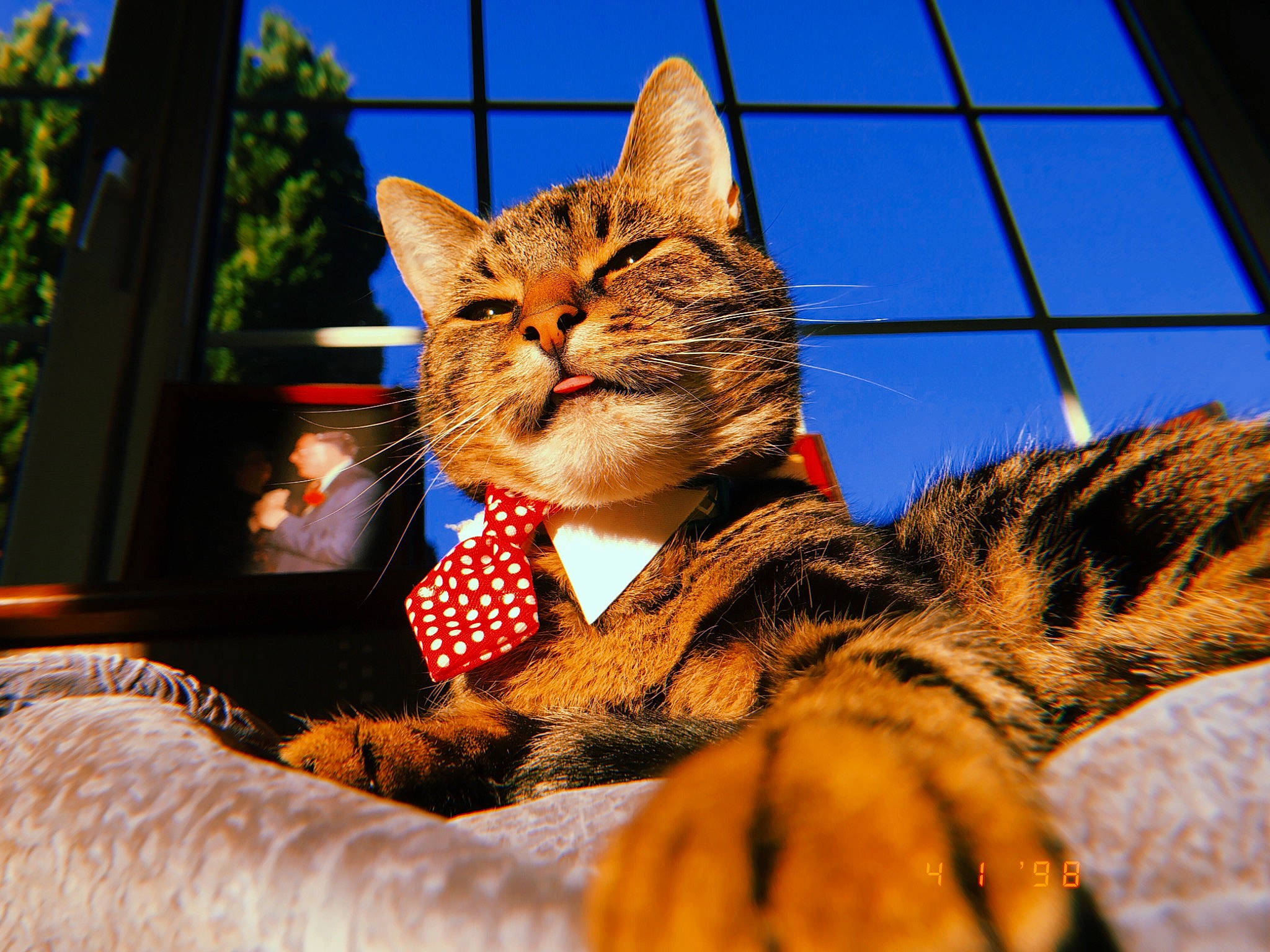 Romeo joined the competition — help win amazing prizes! carnivore, cat, daylighting, domestic_short_haired_cat, felidae, fur, natural_material, small_to_medium_sized_cats, tabby_cat, vertebrate, whiskers