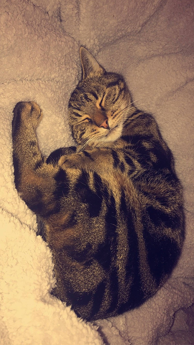 Romeo is registered to the contest to win money with this photo: carnivore, cat, domestic_short_haired_cat, drawing, felidae, fur, painting, small_to_medium_sized_cats, snout, terrestrial_animal, vertebrate, whiskers