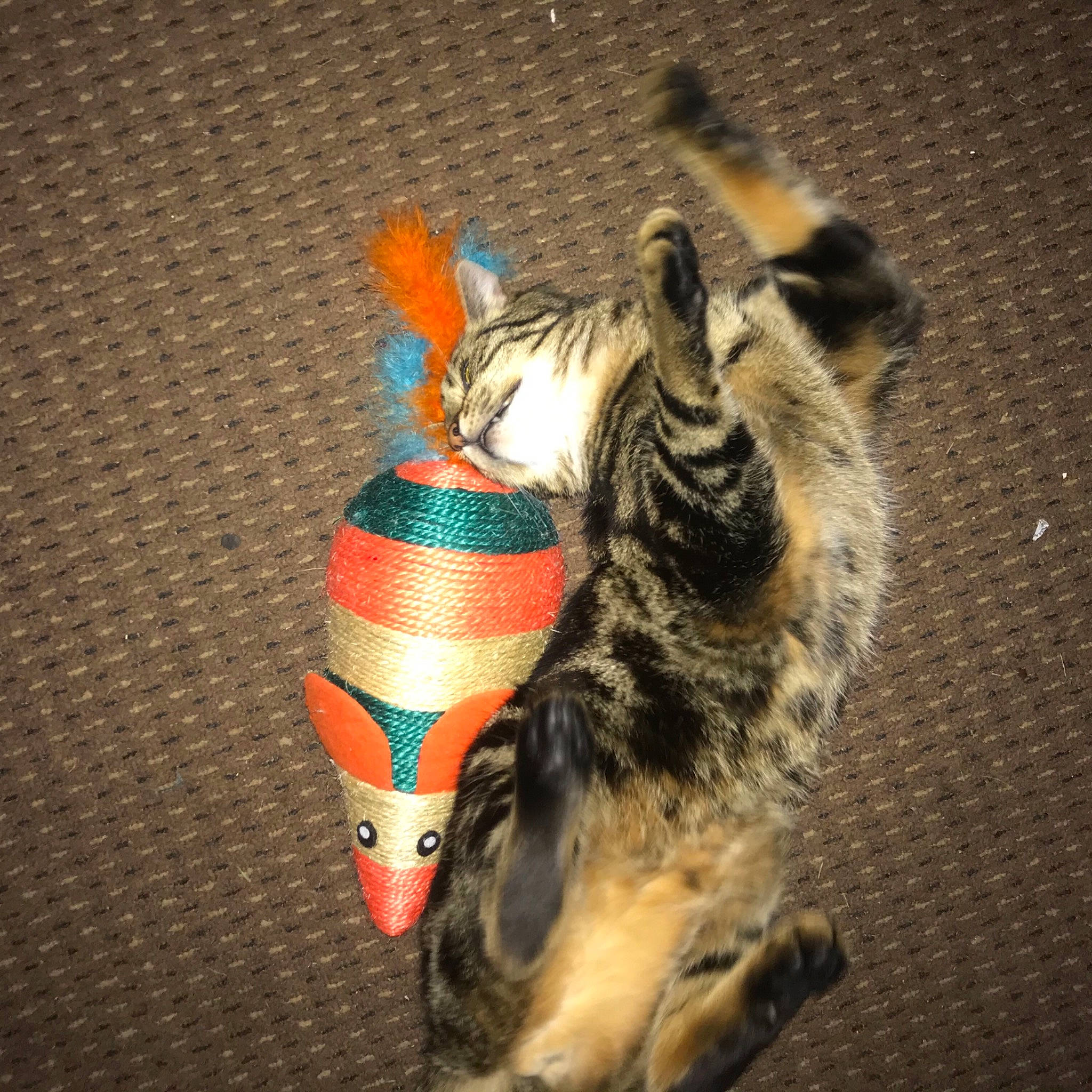 Romeo joined the competition — help win amazing prizes! felidae, fur, pollinator, small_to_medium_sized_cats, terrestrial_animal, toy