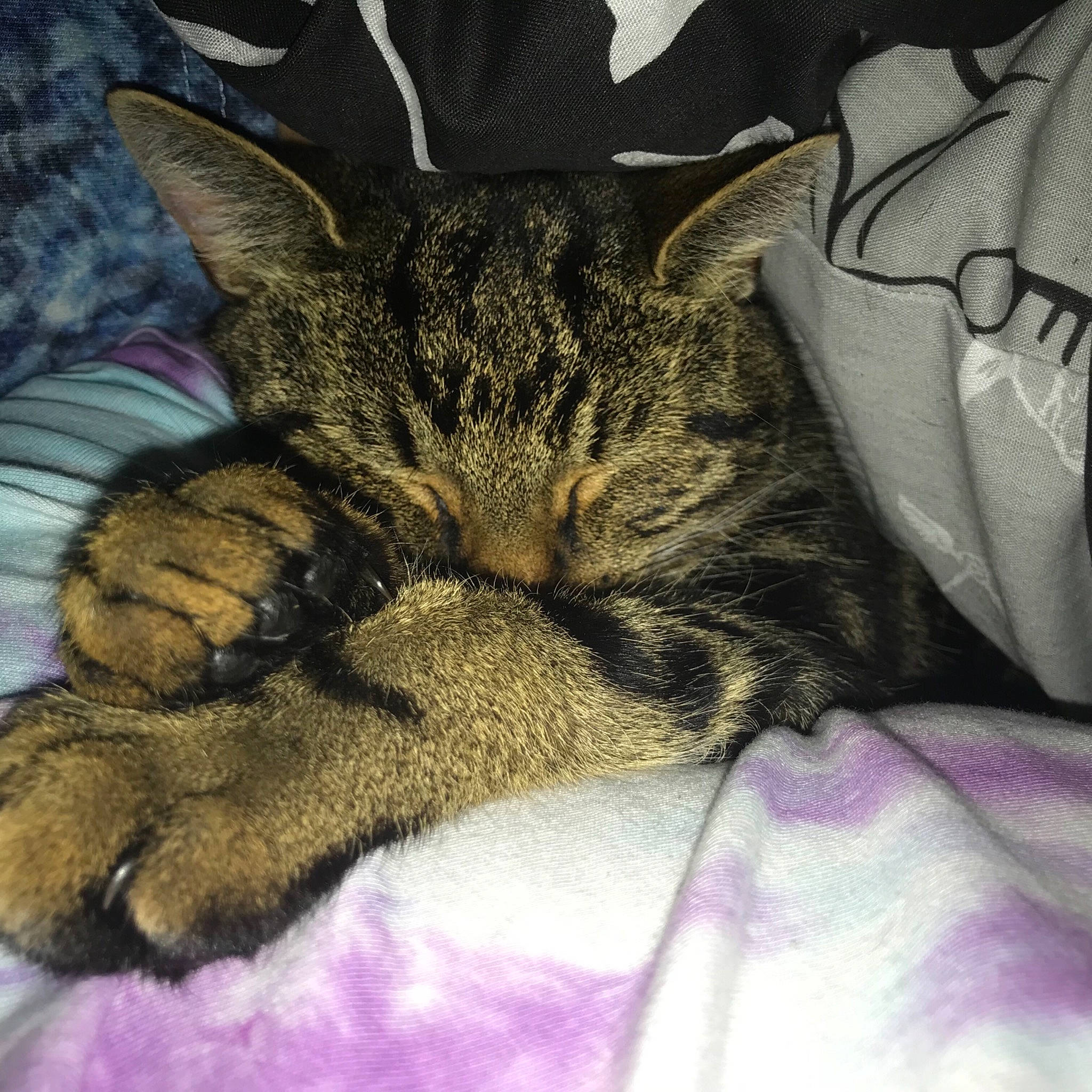 Romeo joined the competition — help win amazing prizes! carnivore, cat, comfort, domestic_short_haired_cat, felidae, fur, lavender, linens, nap, paw, purple, sleep, small_to_medium_sized_cats, snout, tabby_cat, violet, whiskers