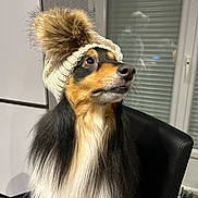 Paco participe au concours pour gagner de l'argent avec cette photo : animal, black, brown, calm, chair, dog, domestic, fur, furniture, hat, indoor, knit_hat, long_hair, looking_away, pet, portrait, reflection, seated, white, window