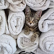 Prinnie Princess is registered to the contest to win money with this photo: cat, kitten, tabby, towel, rolled_towel, white_towel, shelf, indoor, cute, pet, animal, fur, whiskers, paws, face, eyes, cozy, resting, curious, hiding